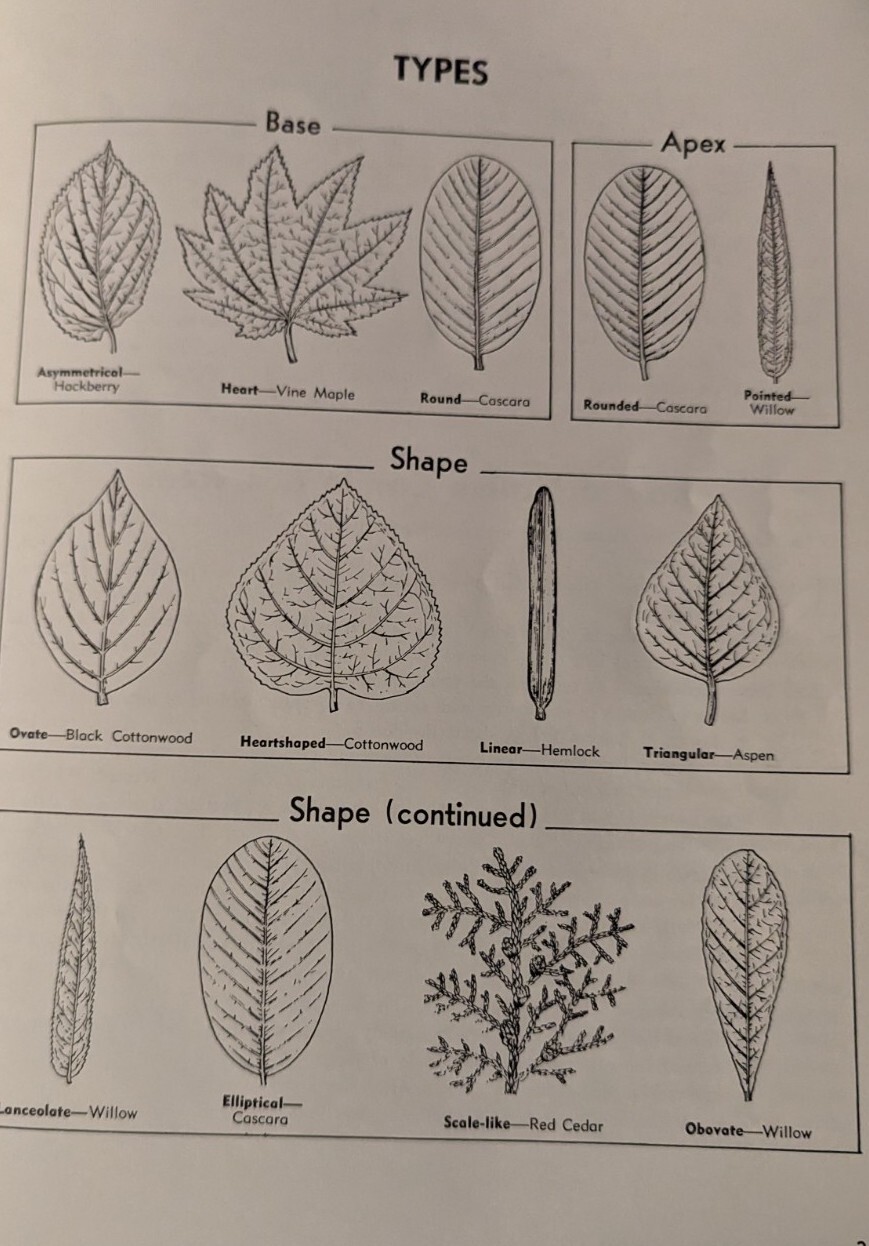 Trees Of Washington Extension Bulletin 440 Reprinted 1970 WSU 40 pages