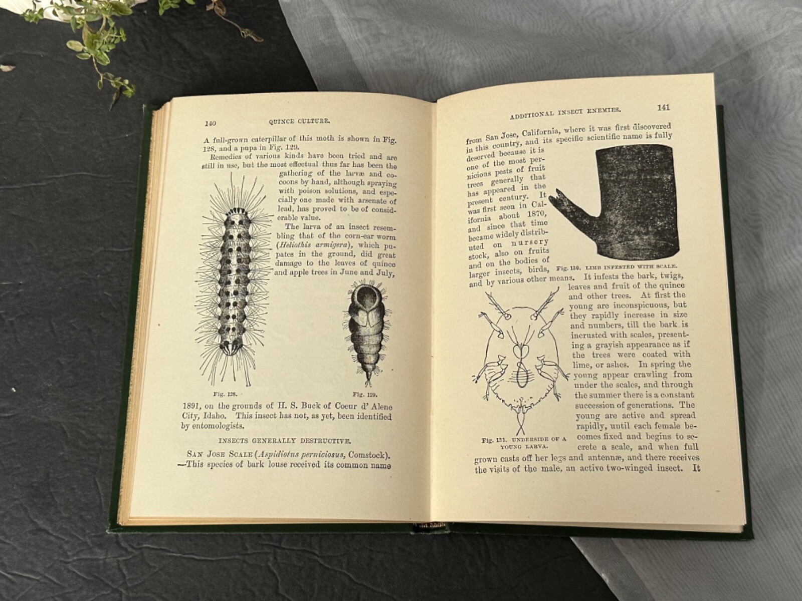 Quince Culture Meech Antique Agriculture Book Vintage Farming