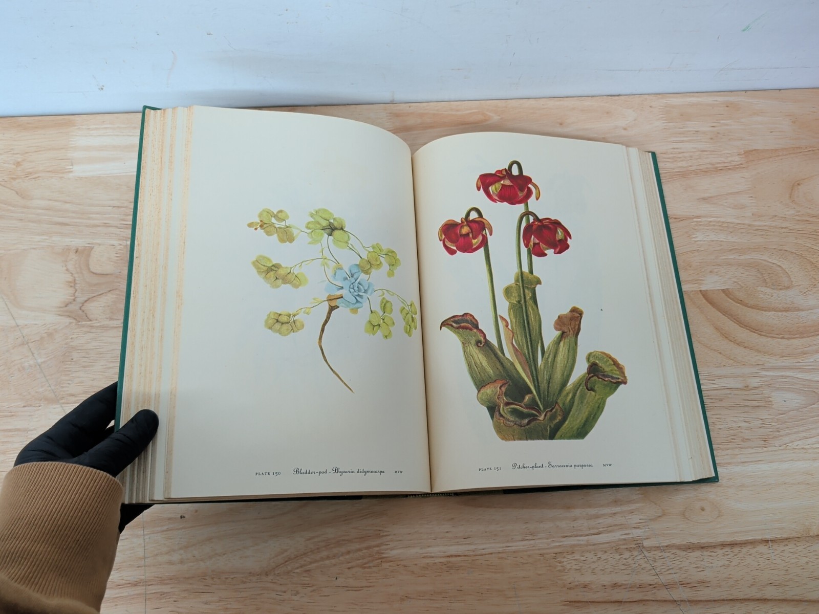 Wild Flowers of America Mary Vaux Walcott 1965 5th Printing