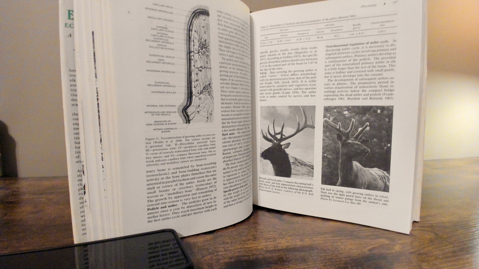 Elk of North America : Ecology and Management by Wildlife Management 1982, HC/DJ