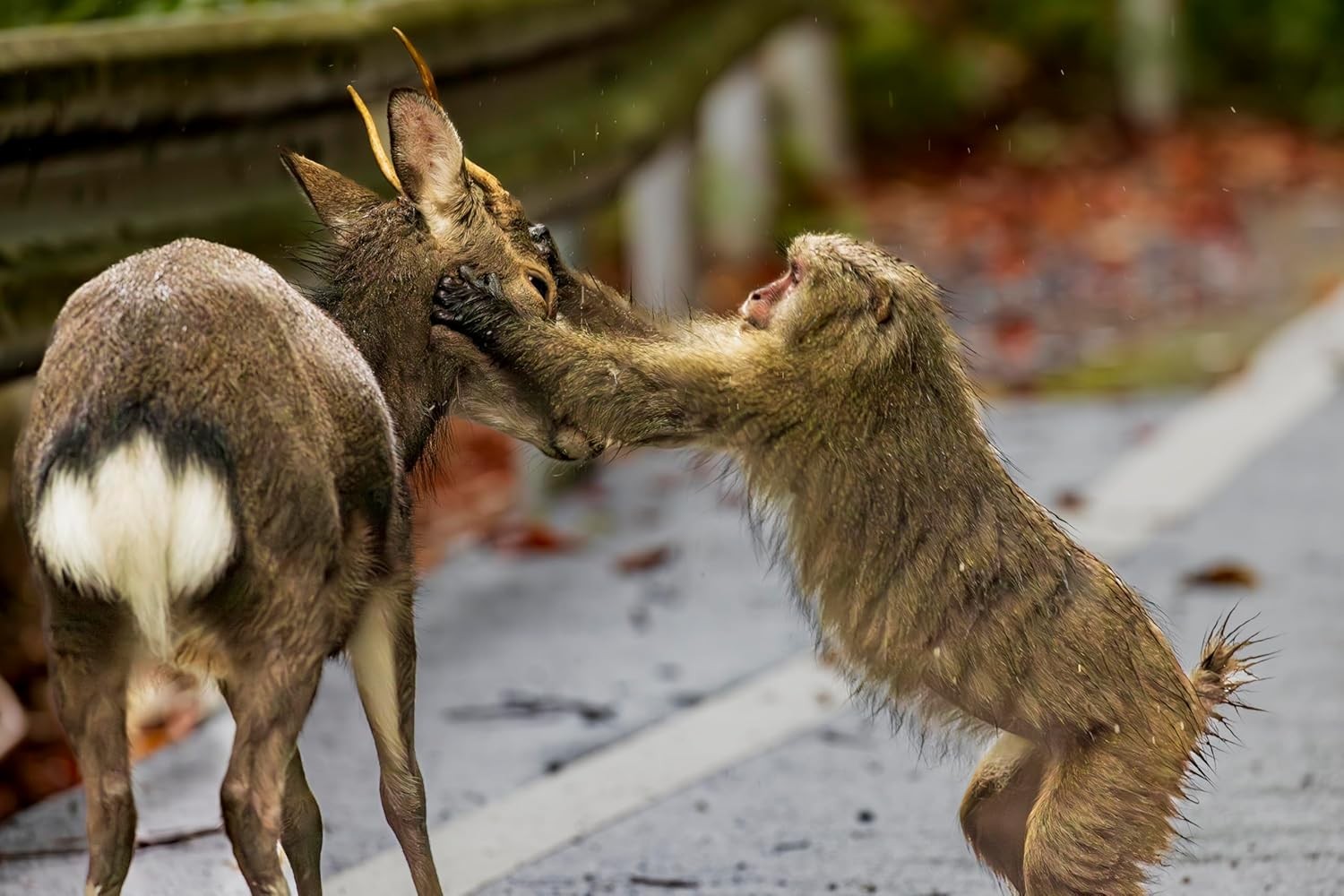 Monkeys, deer, Yakushima.