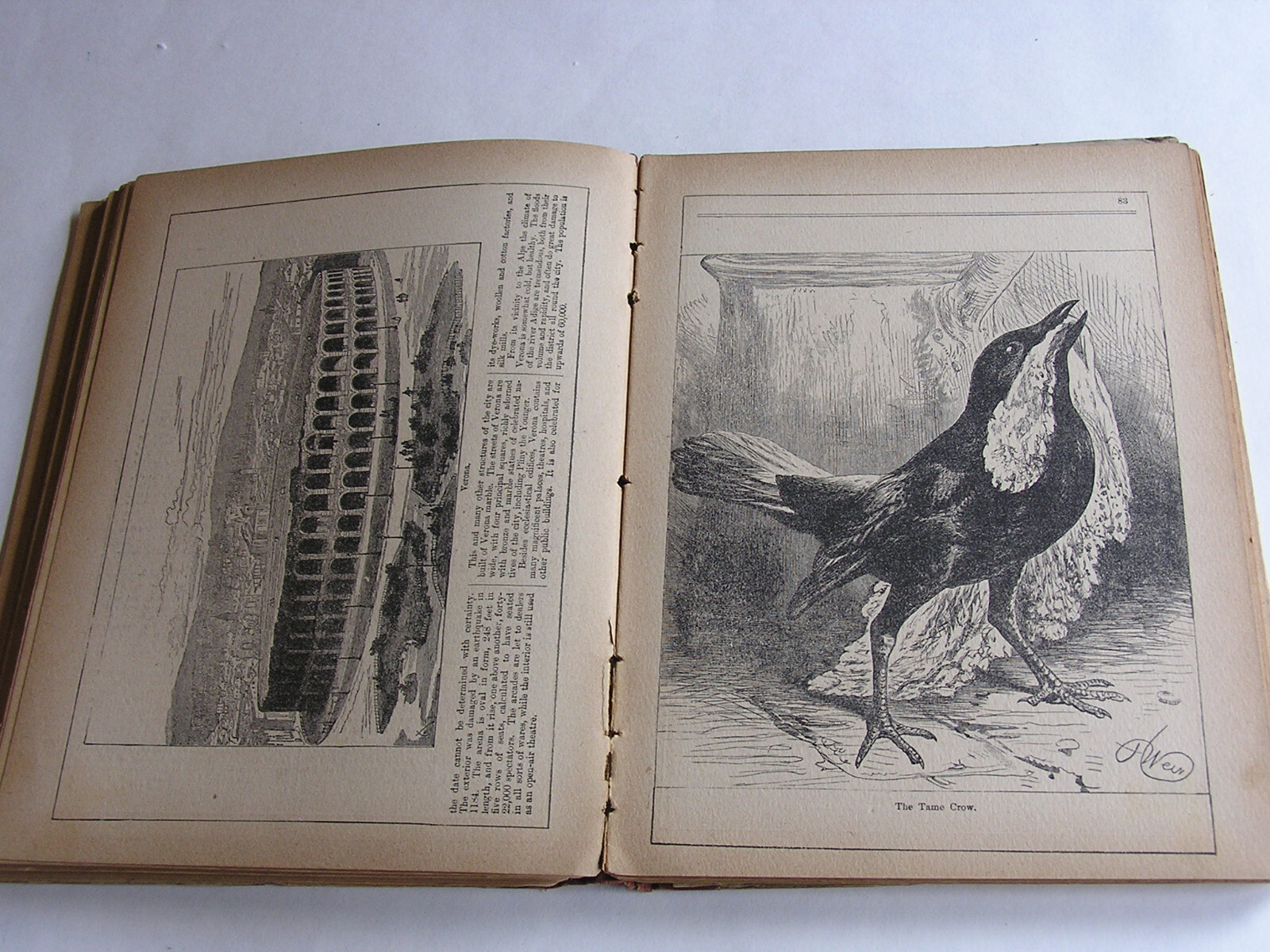 Vintage Rare 1889 Children’s hardcover- 166 pages