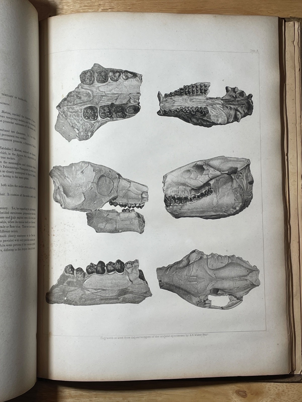 Illustrations to Owen’s Geological Survey 1852 David Dale Owen Wisconsin RARE