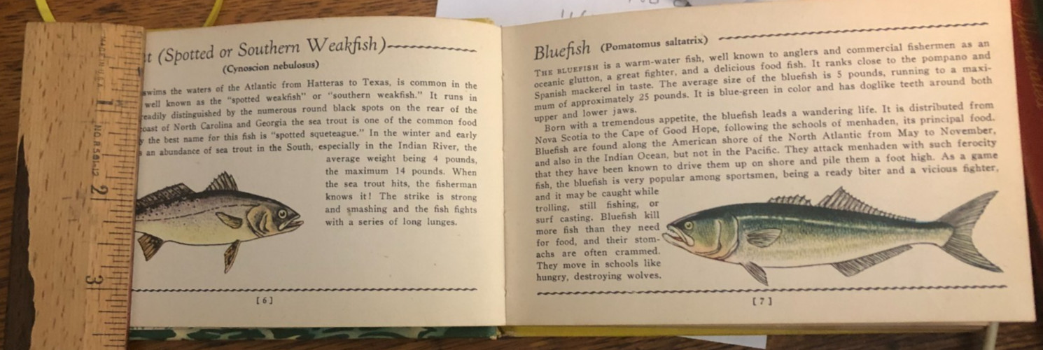 SALT WATER FISH A GUIDE BOOK Illustrated in Color Mini Vintage Book 1939