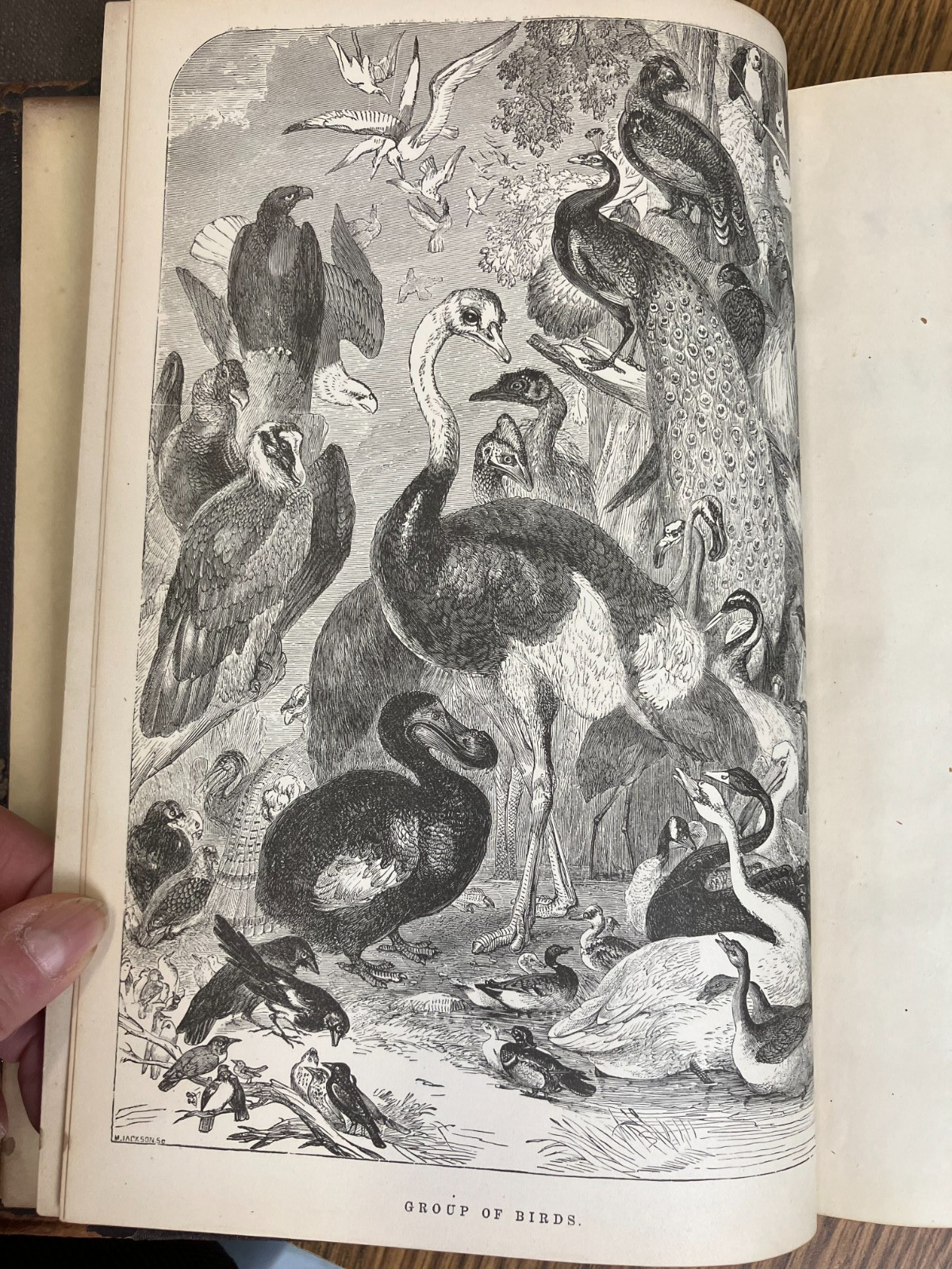 Johnson’s Natural History, Animal Kingdom, Vol. 1&2, by S. G. Goodrich, 1874