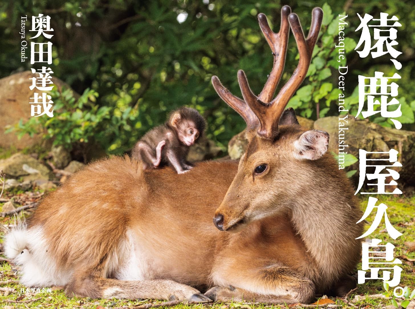 Monkeys, deer, Yakushima.
