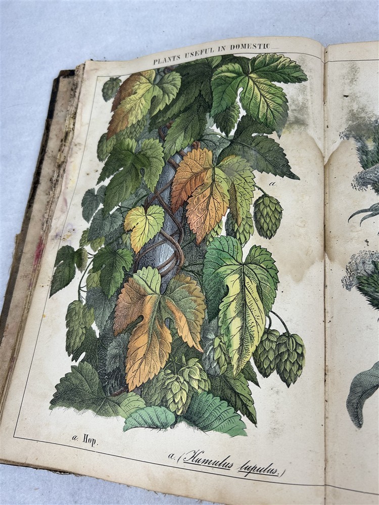 antique Instruction Picture Book illustrations from vegetable world 1857 rough