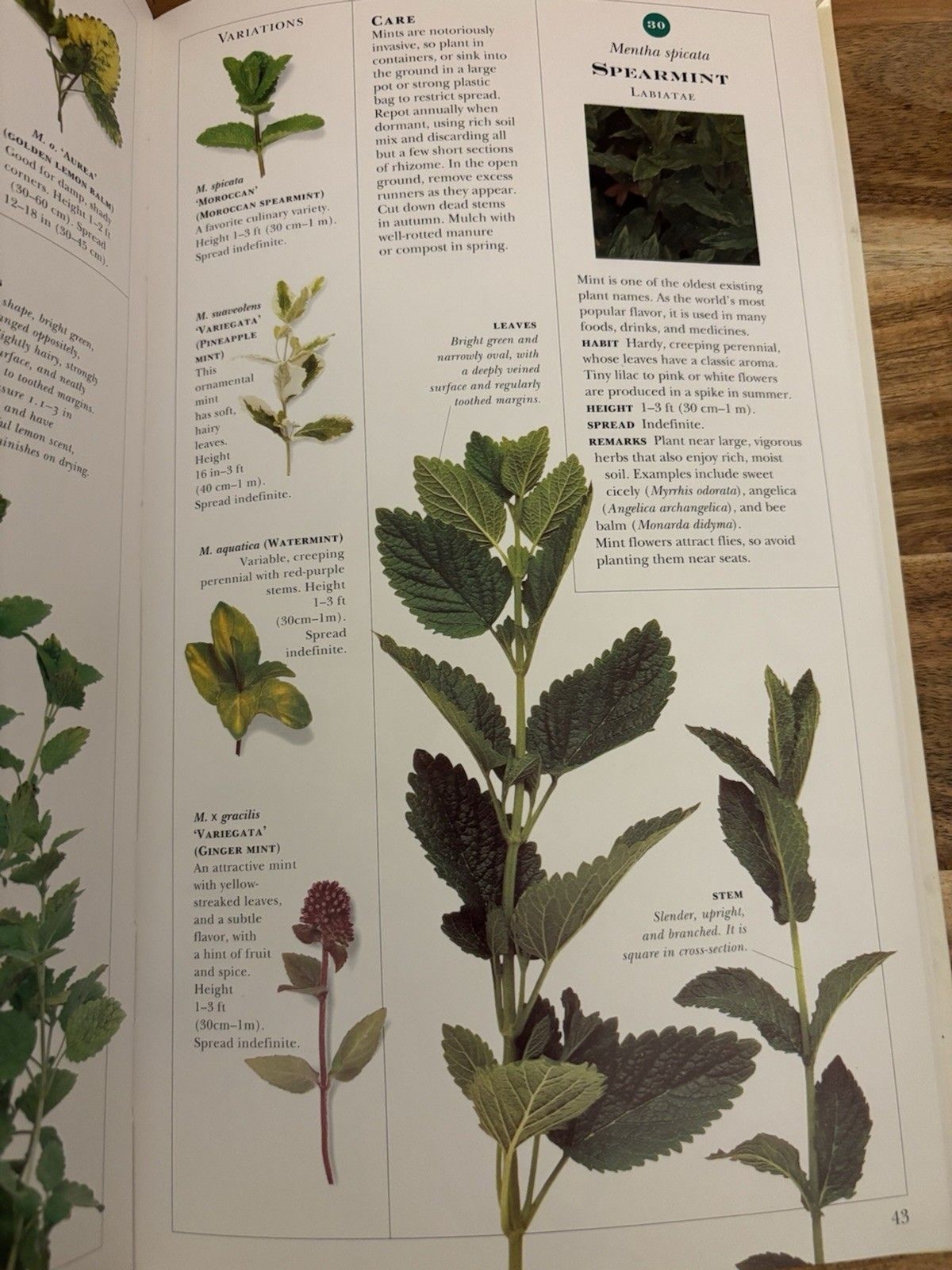 Vintage Gardening Book: Growing Herbs w/ Pull-Out Herb Chart 1995 By Deni Bown