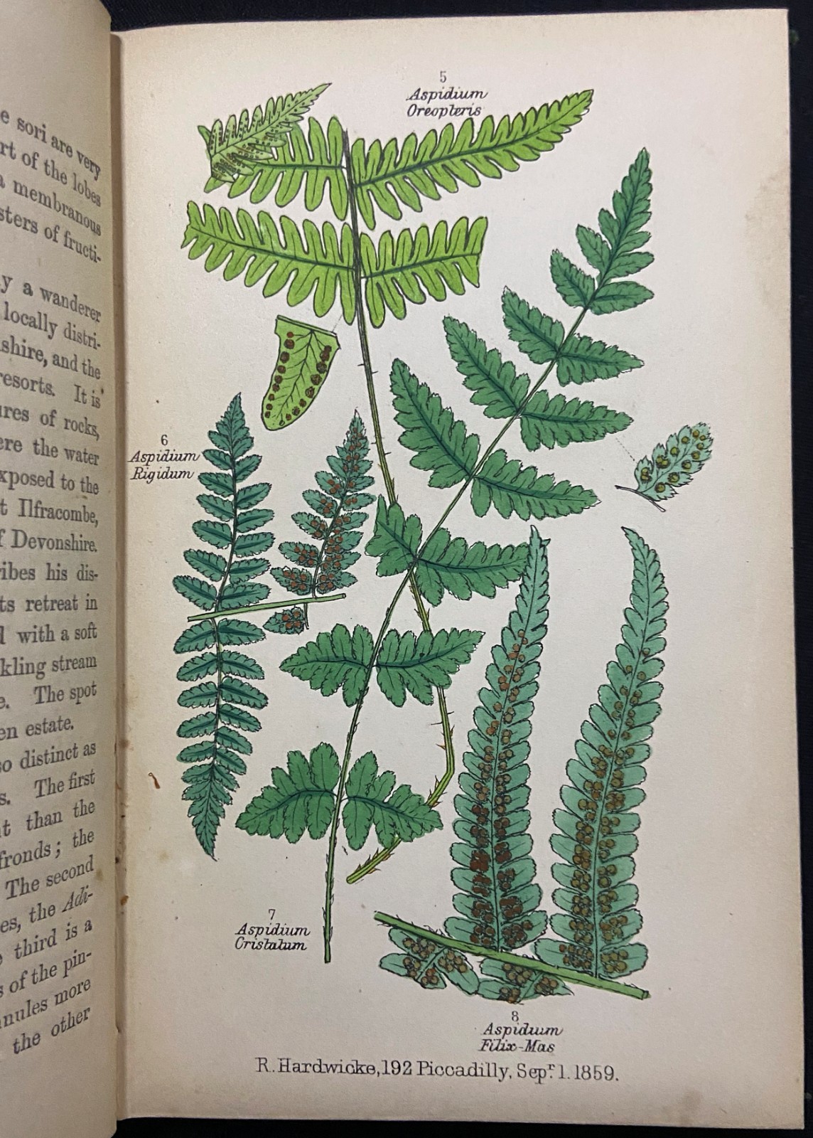 BRITISH FERNS Botany HAND COLORED PLATES Natural History LANKESTER Antique c1860