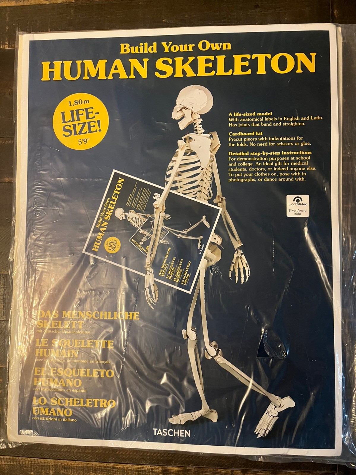 Build Your Own Human Skeleton Cardboard Kit