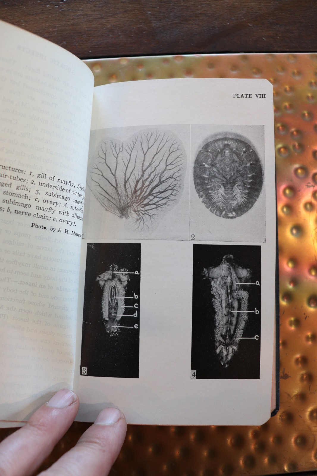 Field Book Of Ponds And Streams – 1930, Ann Haven Morgan, Illustrated, Putnam