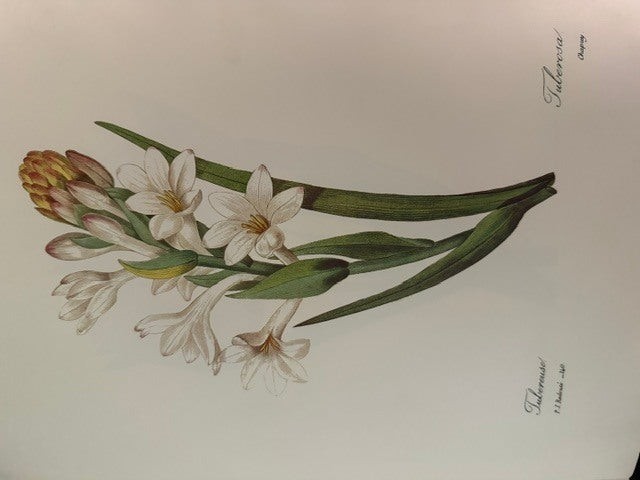 Pierre J Redoute / The Most Beautiful Flowers 1st Edition 1989