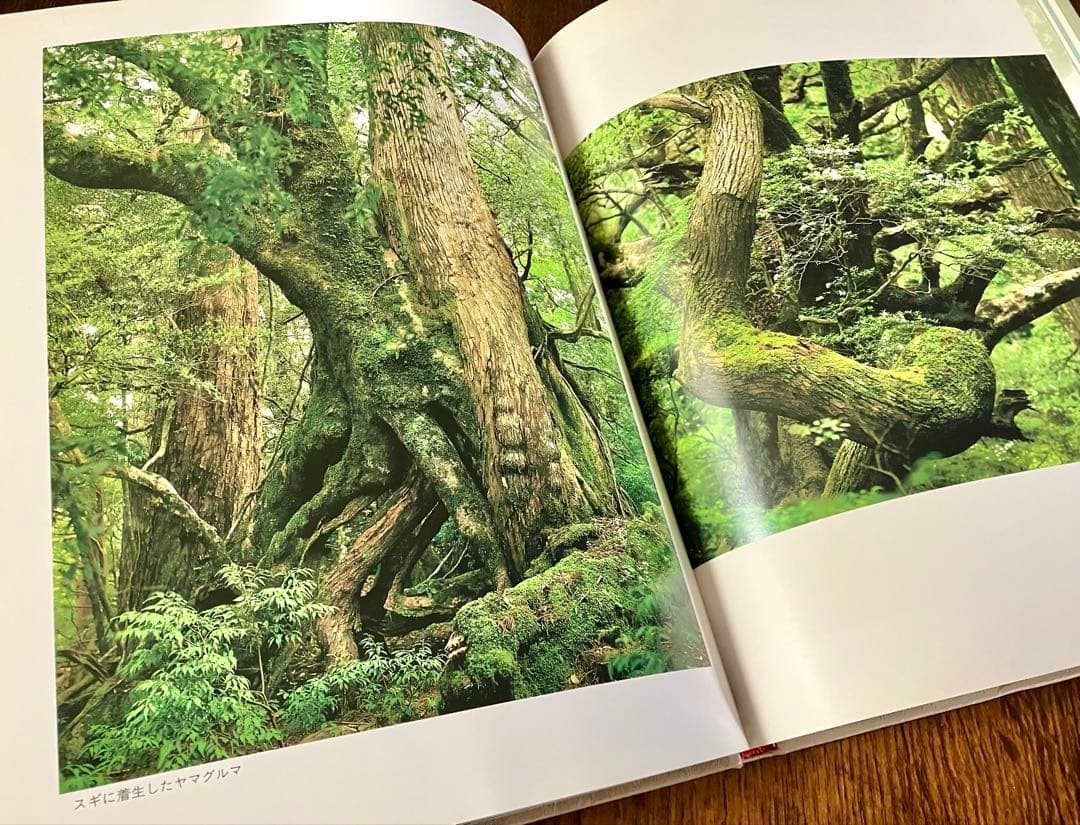 Yakushima Forests Water Mountains Kizo Kushita Out of Print First Edition