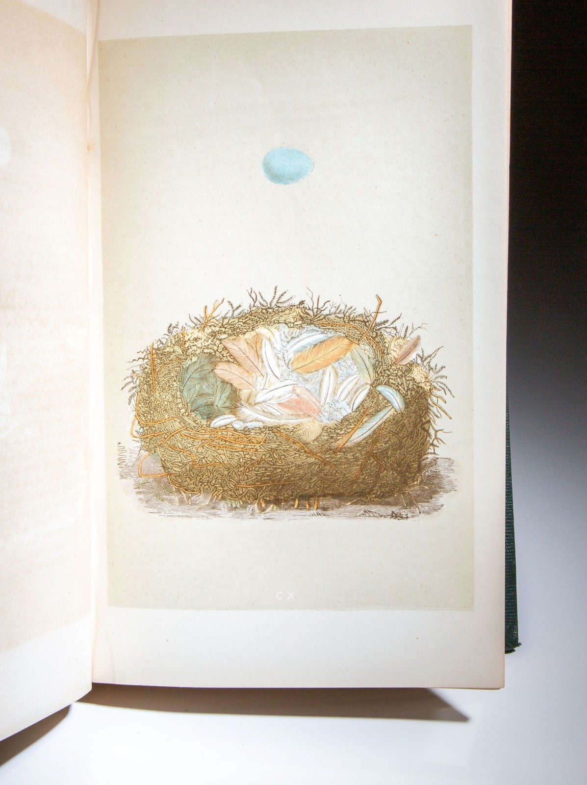 Rev F O Morris / Natural History Of The Nests And Eggs Of British Birds 1st 1866