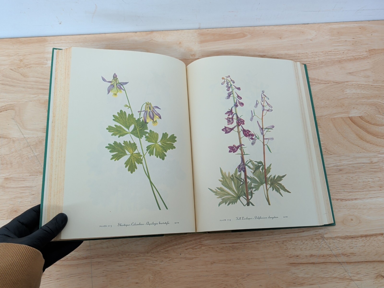 Wild Flowers of America Mary Vaux Walcott 1965 5th Printing