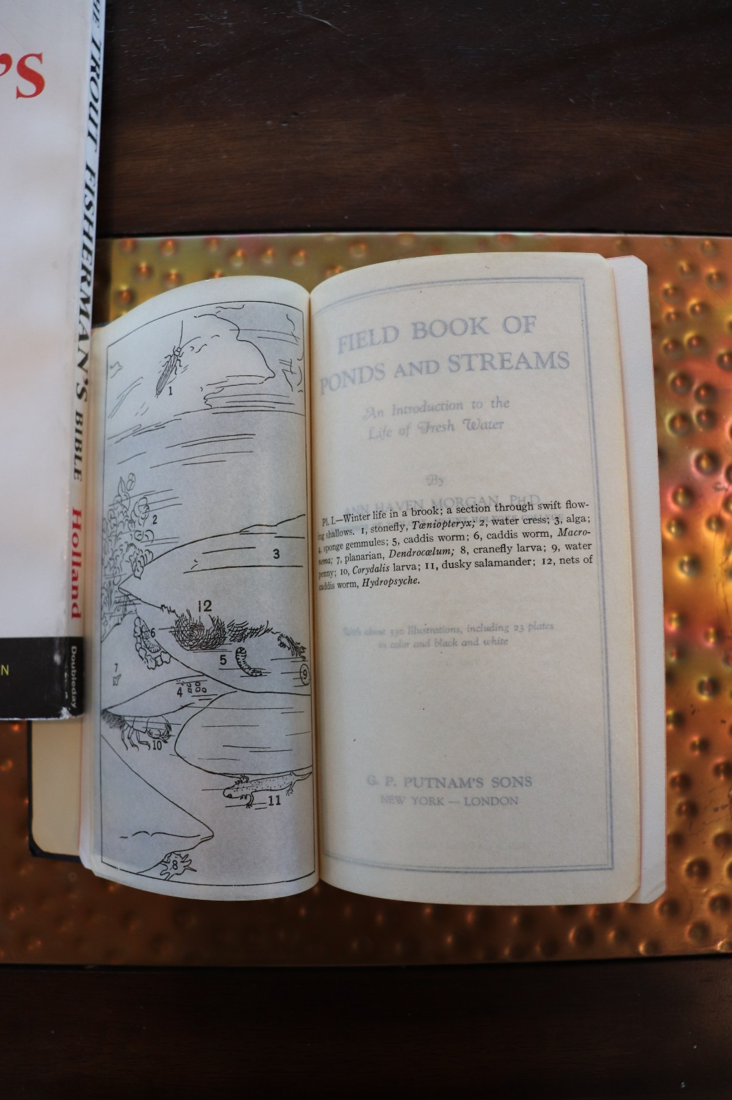 Field Book Of Ponds And Streams – 1930, Ann Haven Morgan, Illustrated, Putnam