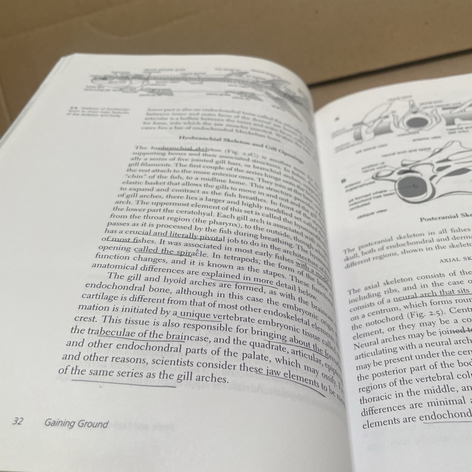 Gaining Ground: The Origin and Evolution of Tetrapods by Clack