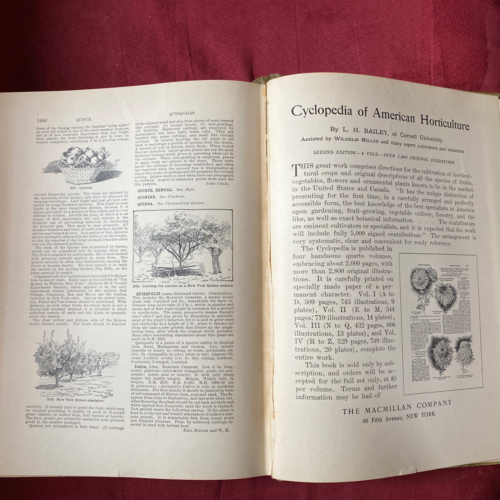 1904 Cyclopedia Of American Horticultural 700 Original Engravings Volume 3 N-Q