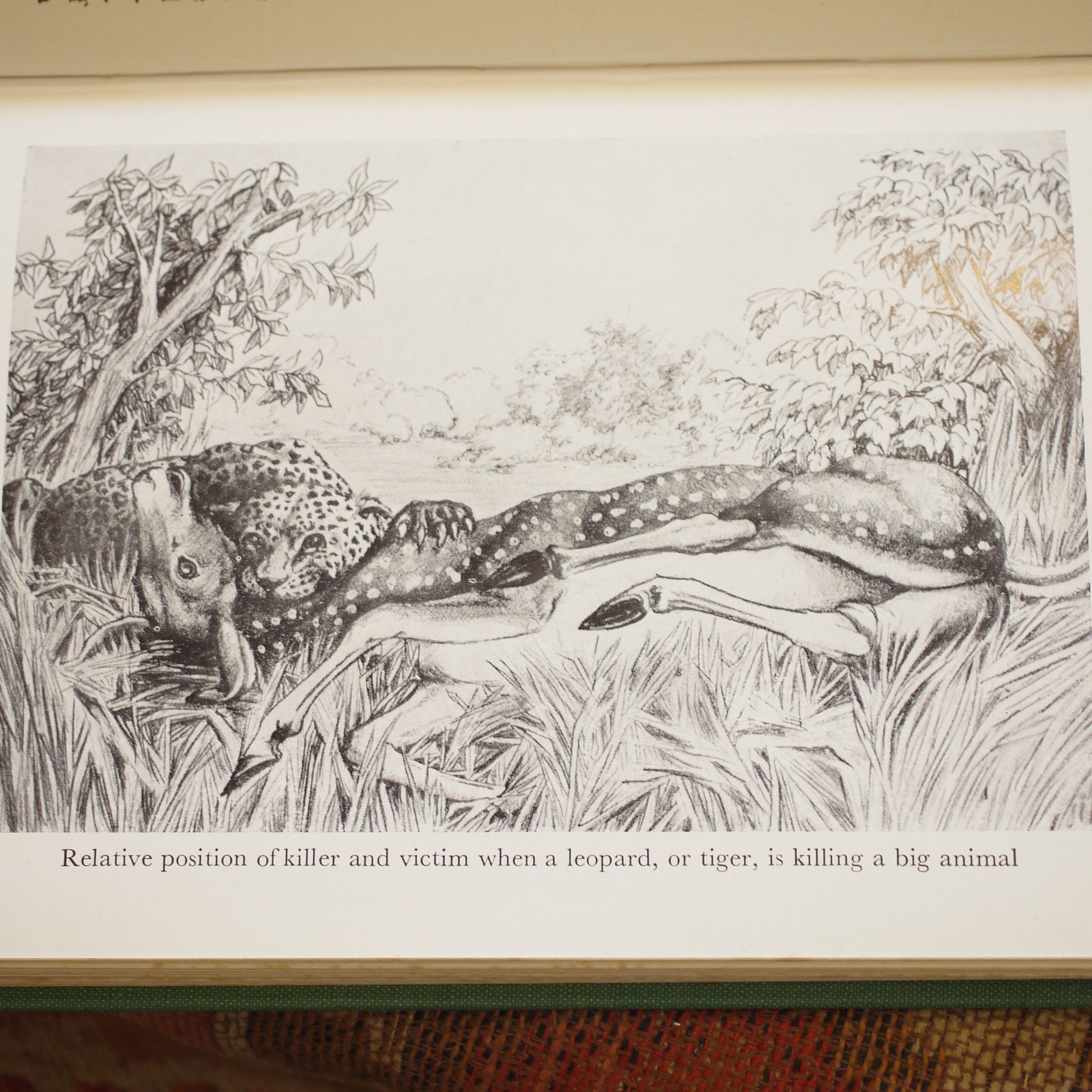 ** Lovely Copy ** Jim Corbett Jungle Lore 5th Impression in D/J 1956