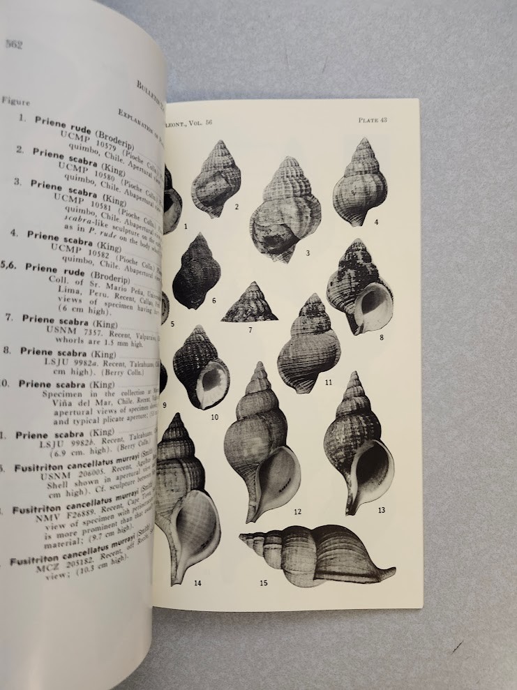 Taxonomy Distribution Phylogeny Cymatiid Gastropods American Paleontology Nice!!
