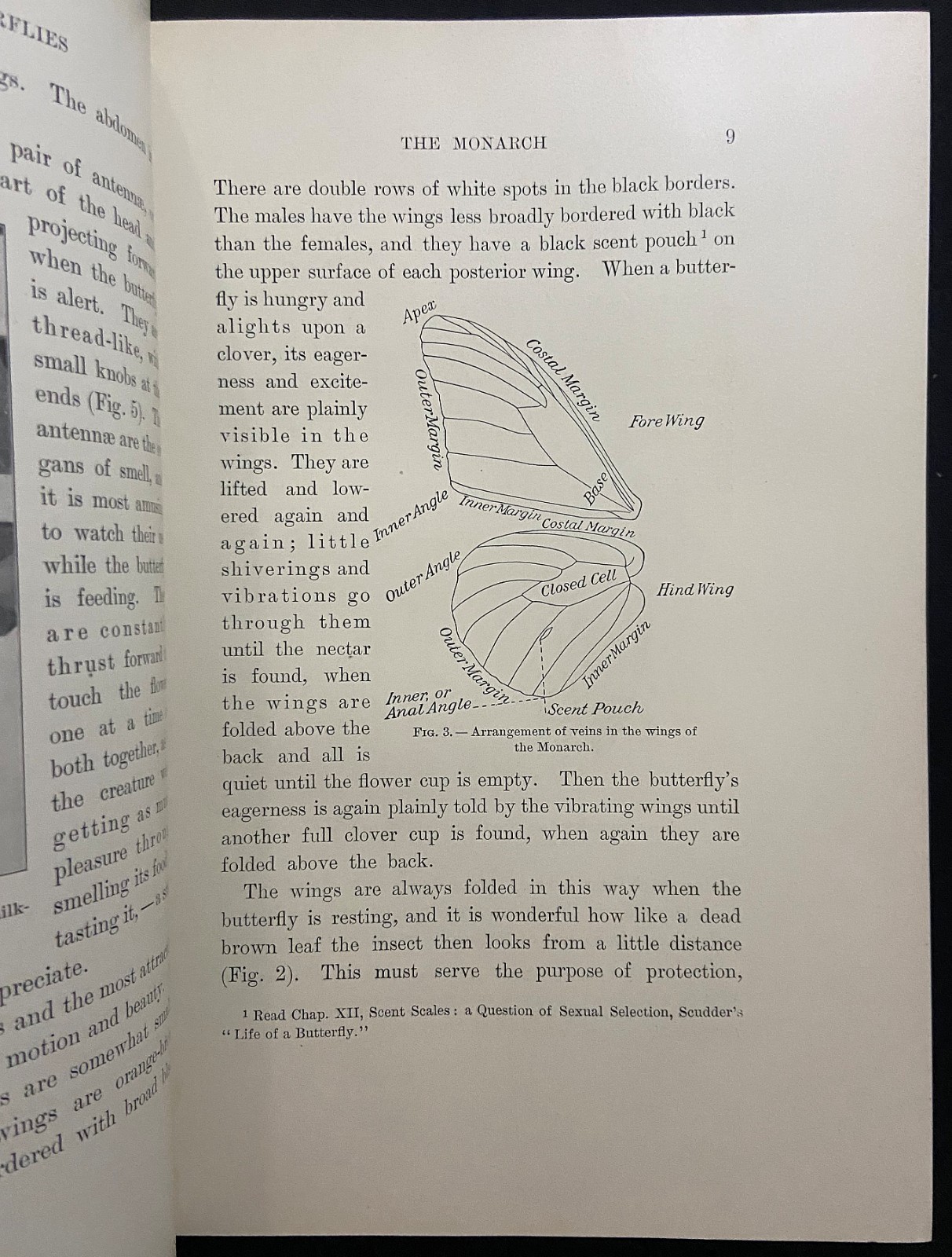 1901 MOTHS AND BUTTERFLIES Entomology DICKERSON Antique Natural History Book