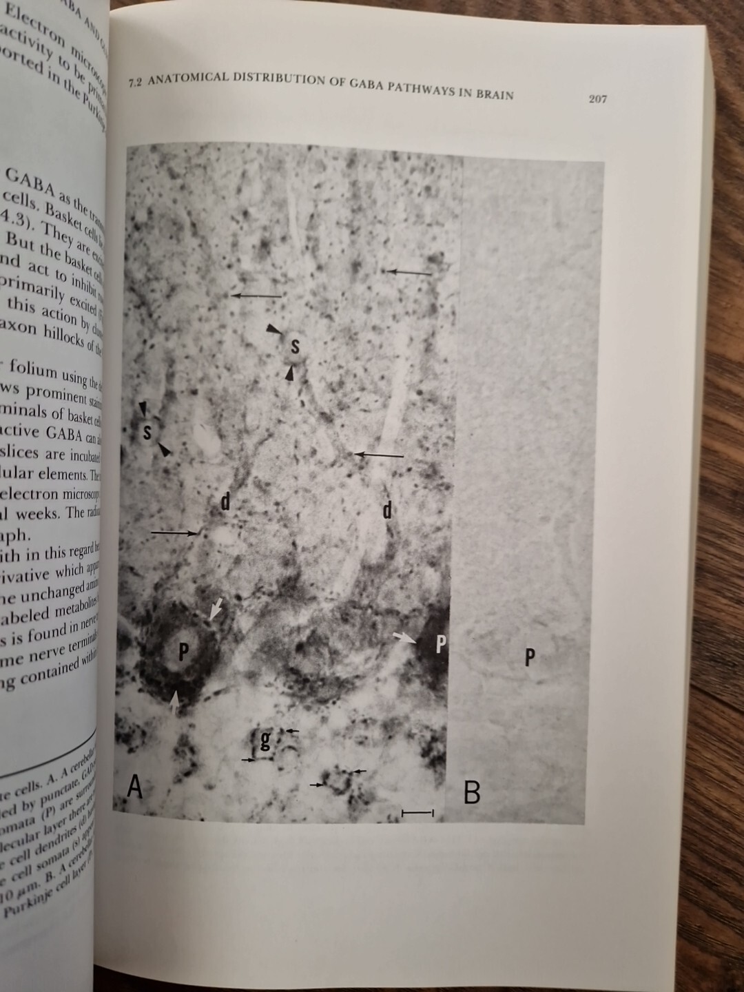 Molecular Neurobiology of the Mammalian Brain by Patrick& Edith McGeer Paperback