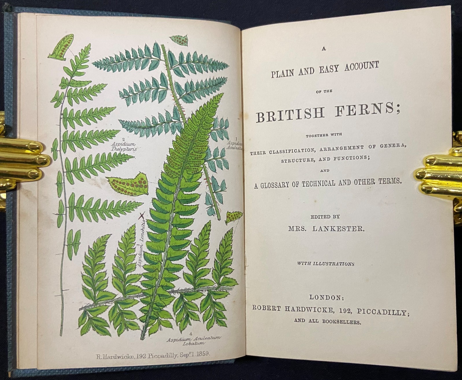 BRITISH FERNS Botany HAND COLORED PLATES Natural History LANKESTER Antique c1860