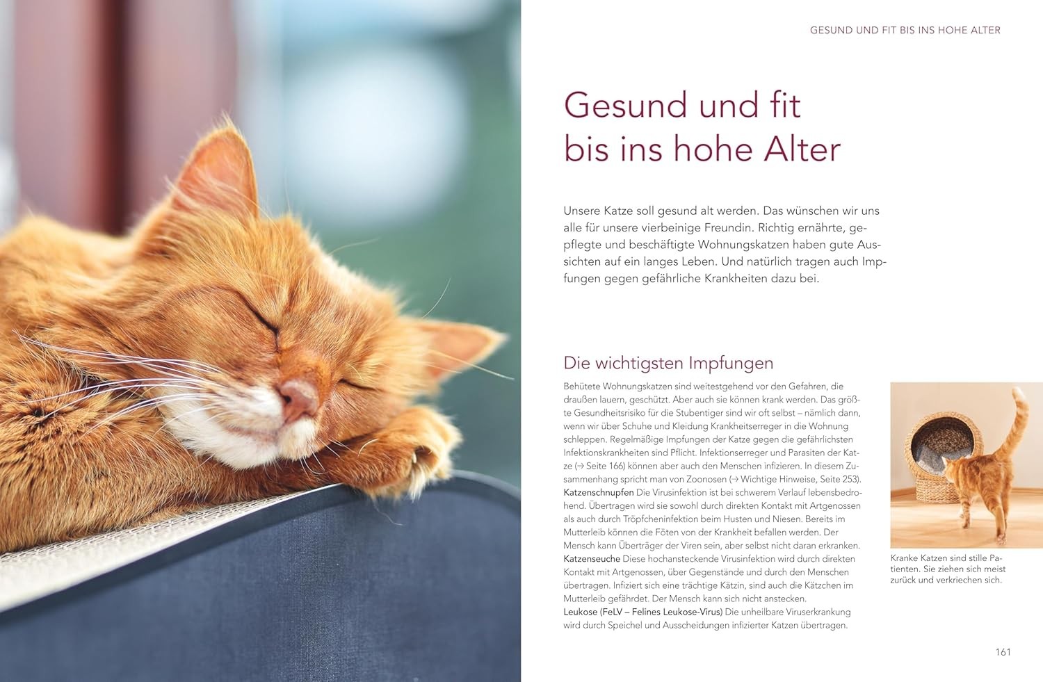 Gabriele Linke- Das große Wohnungskatzen-Wohlfühl-Buch: O (Hardback) (UK IMPORT)