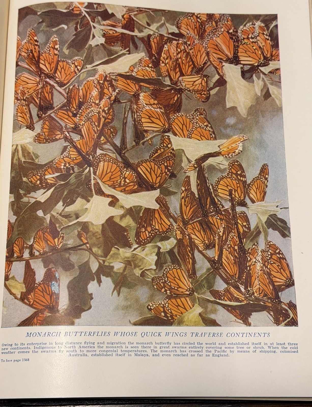 Wonders of Animal Life Volumes 1-4 J A Hammerton HC Waverley Natural History