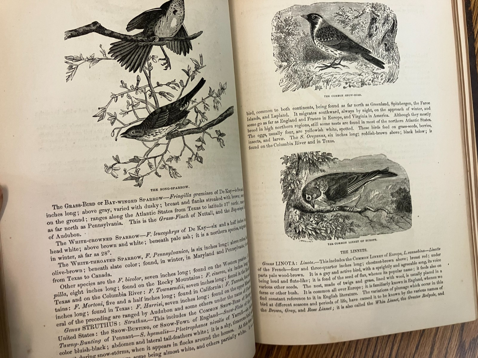 Johnson’s Natural History, Animal Kingdom, Vol. 1&2, by S. G. Goodrich, 1874
