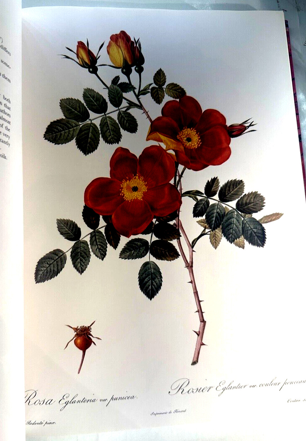 Redoutés Roses by P.J. Redouté – The Wellfleet Press – English CG102