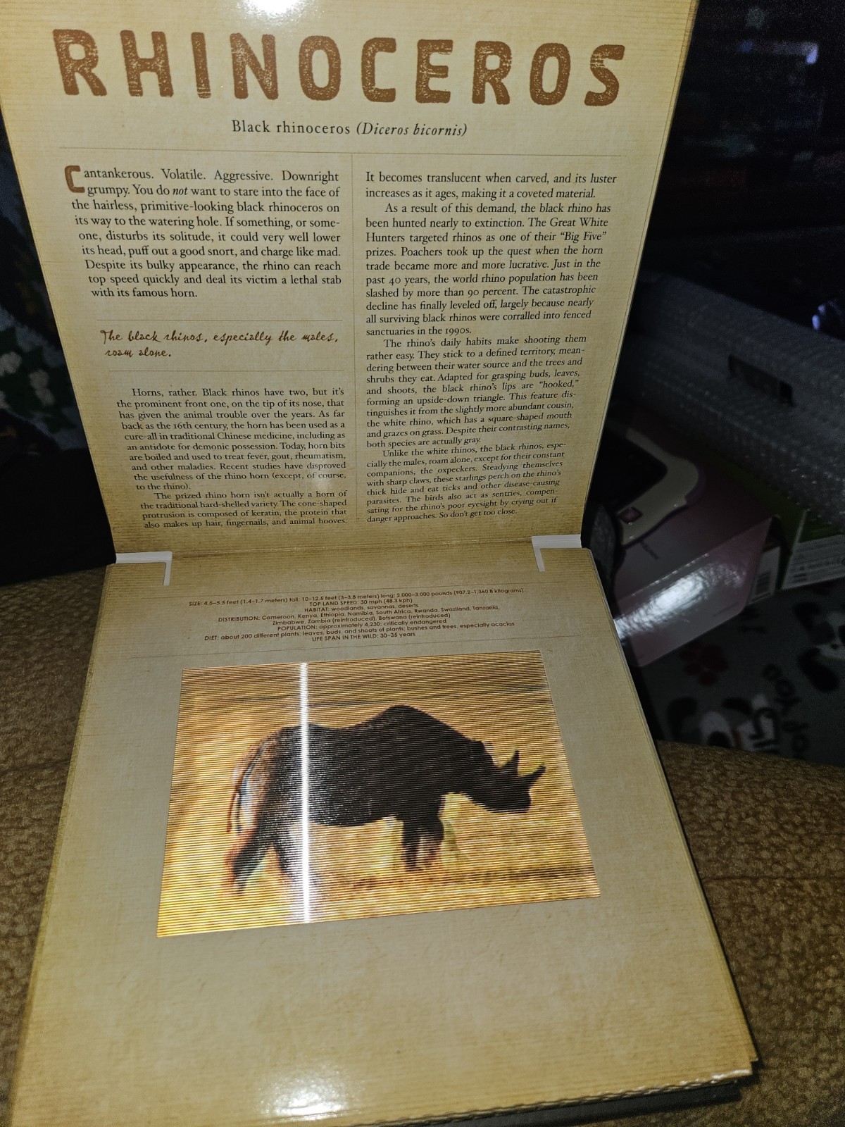 Dan Kainen Carol Kaufmann Safari: A Photicular Book HC Workman 1st Ed 2012