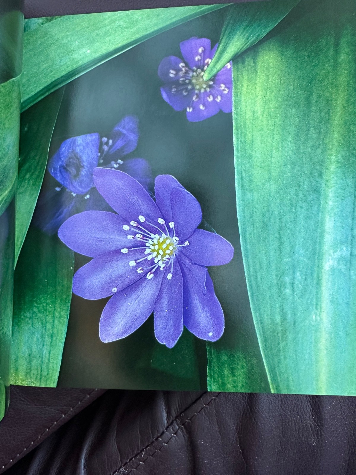 NOS Flowers Cube book Valeria Manferto De Fabianis Hardback 736 page color photo
