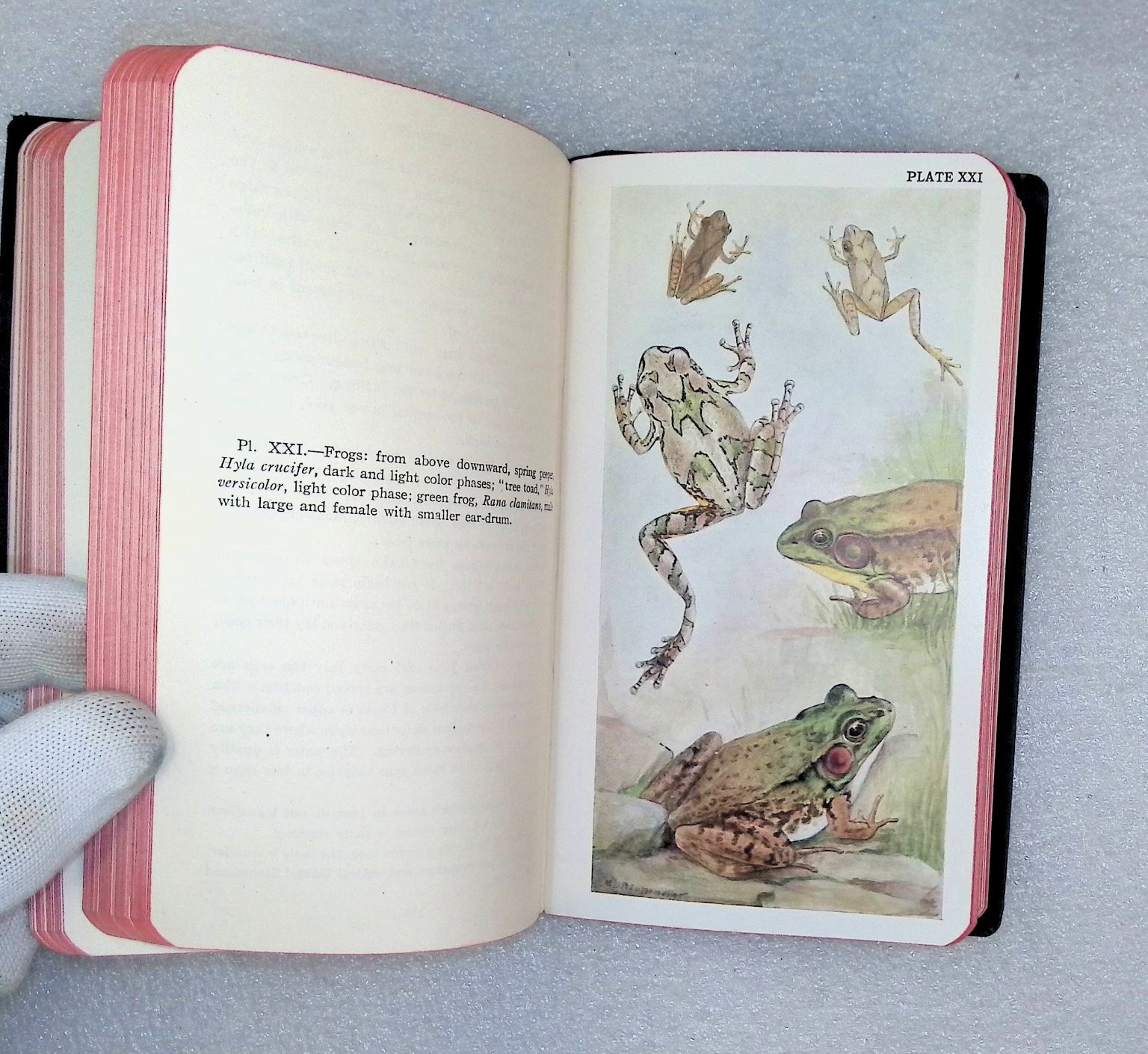 Field Book of Ponds and Streams Ann Haven Morgan 1930 First Ed Illustrated
