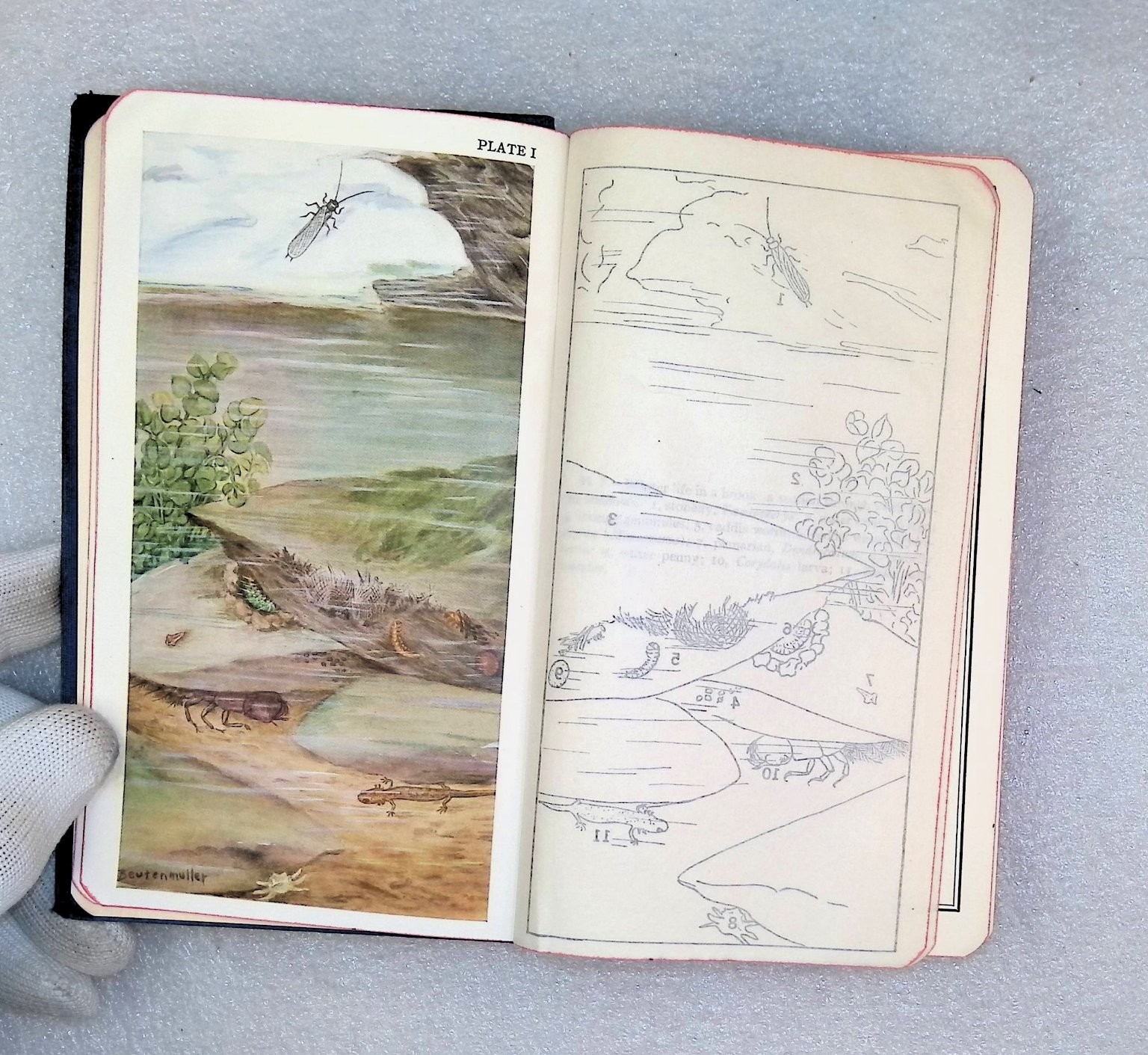 Field Book of Ponds and Streams Ann Haven Morgan 1930 First Ed Illustrated