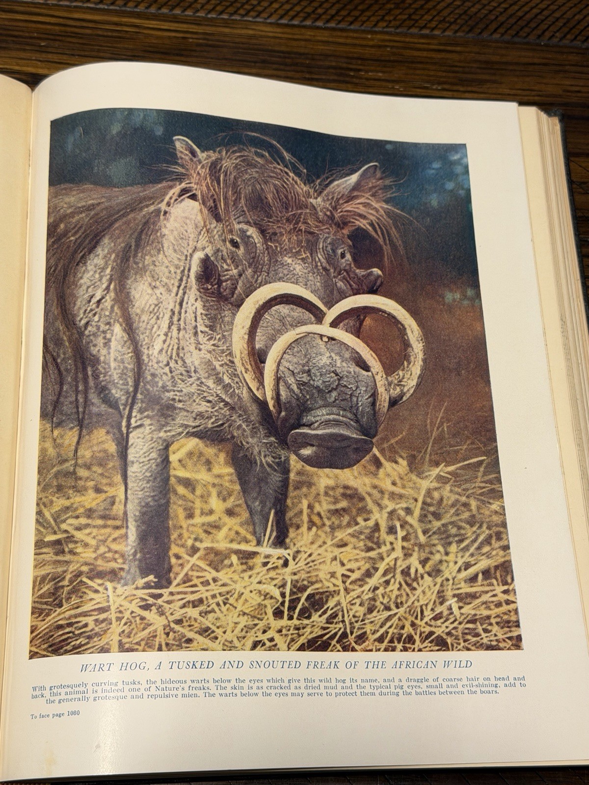 Wonders of Animal Life Volumes 1-4 J A Hammerton HC Waverley Natural History