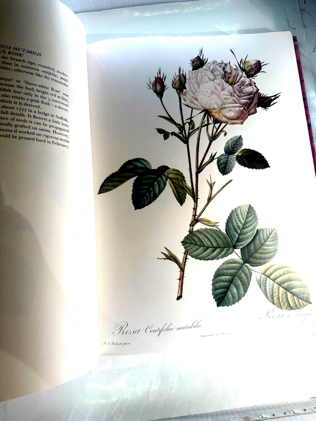 Redoutés Roses by P.J. Redouté – The Wellfleet Press – English CG102