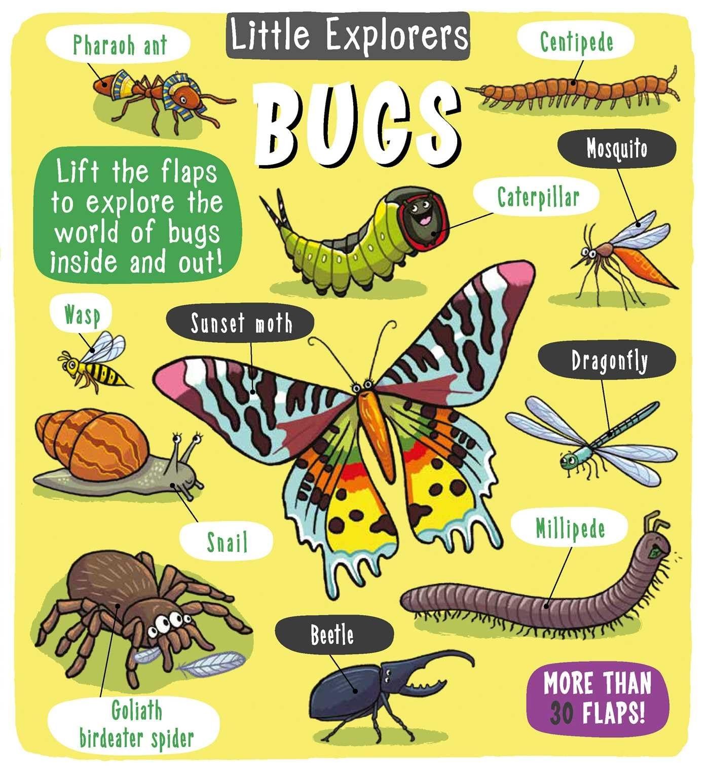 Little Explorers: Bugs – Little Bee Books – Good – See condition notes