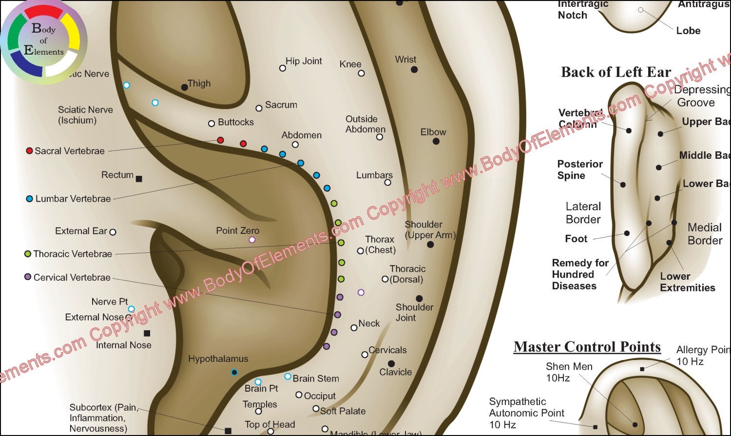 Chinese System Auricular Ear Acupuncture Chart 8.5″ X 11″ Auriculotherapy