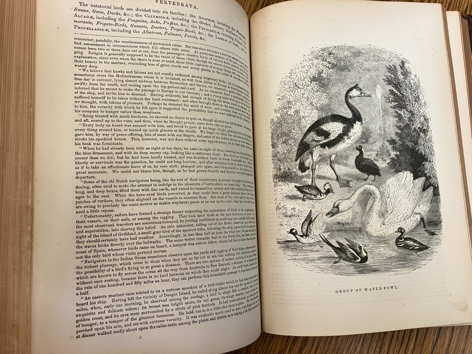 Johnson’s Natural History, Animal Kingdom, Vol. 1&2, by S. G. Goodrich, 1874