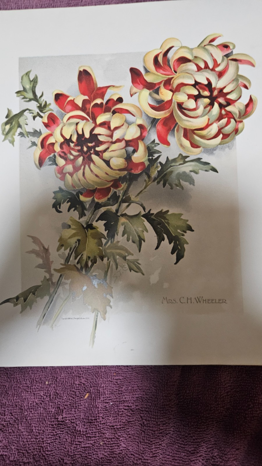 ‡ 🌷 Golden Flower Chrysanthemum • 1890 Rare Lithographs and Verses by Matthews