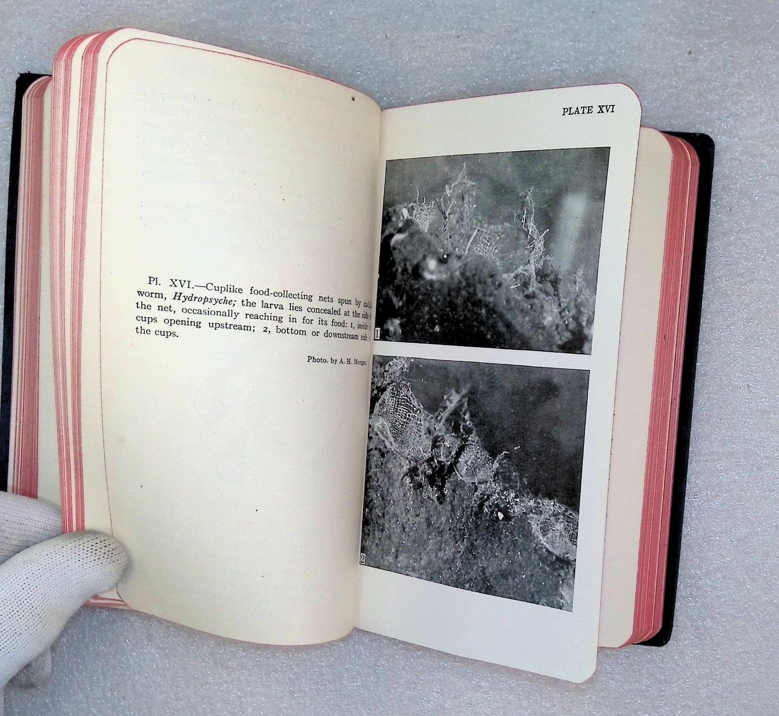 Field Book of Ponds and Streams Ann Haven Morgan 1930 First Ed Illustrated
