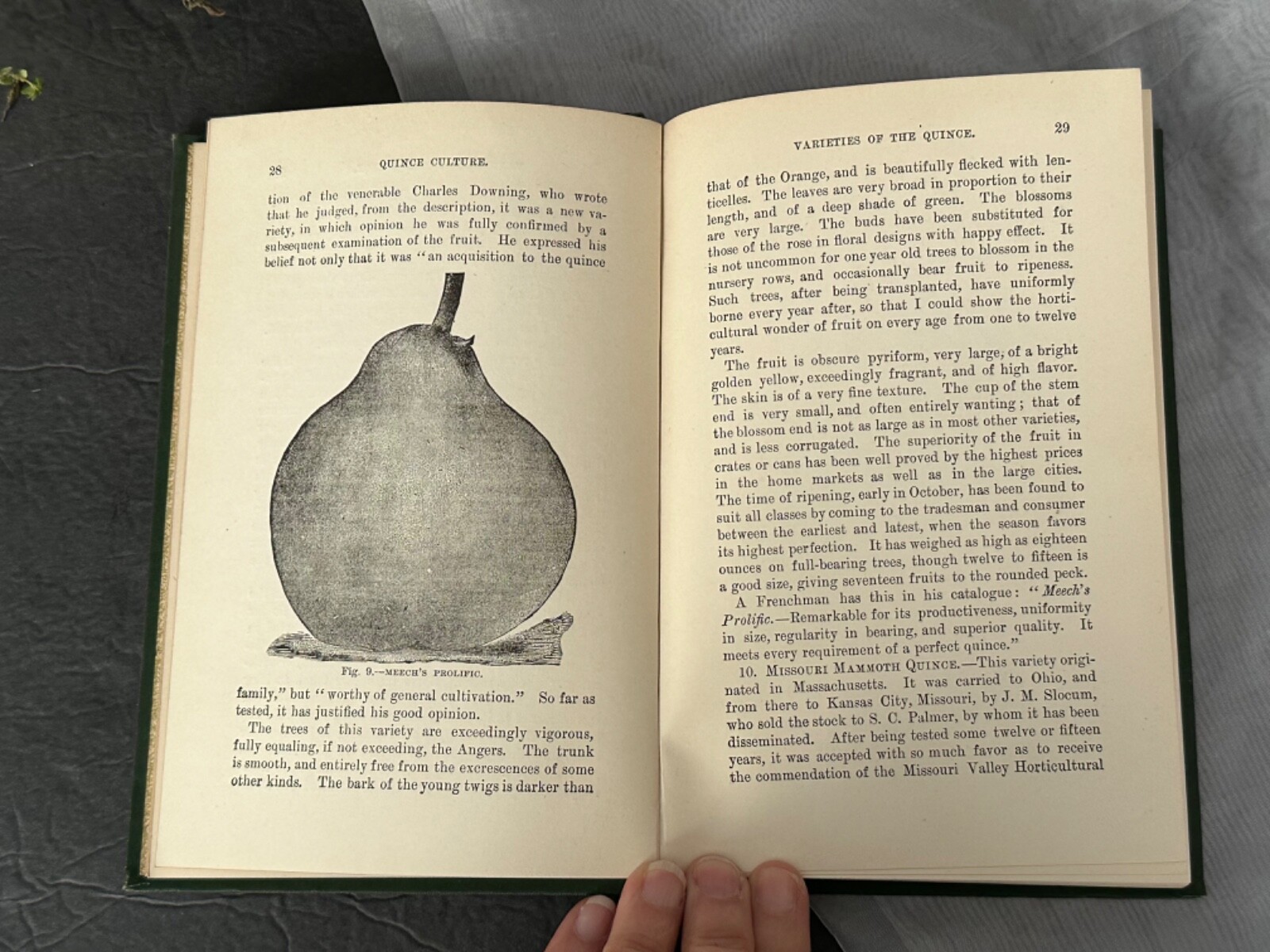 Quince Culture Meech Antique Agriculture Book Vintage Farming