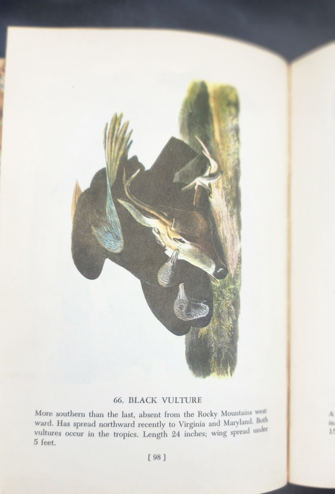 Audubon’s Birds of America 1950 2nd Printing The Macmillan Company