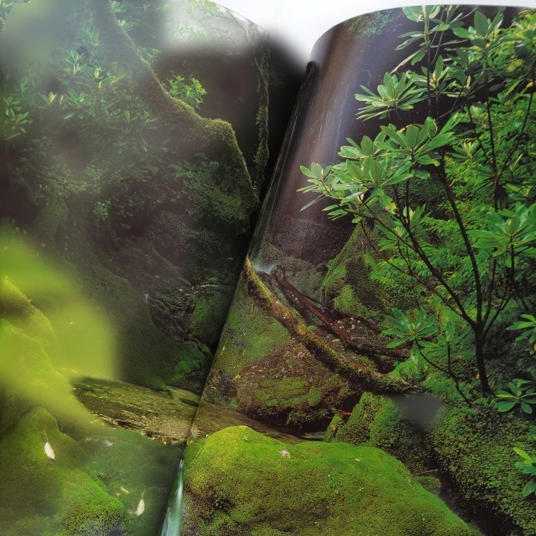 World Heritage Site Yakushima Kazuyoshi Miyoshi Photo Collection From Japan