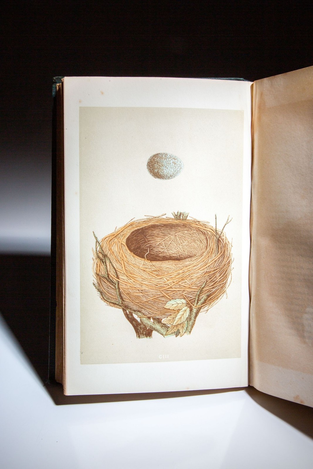 Rev F O Morris / Natural History Of The Nests And Eggs Of British Birds 1st 1866