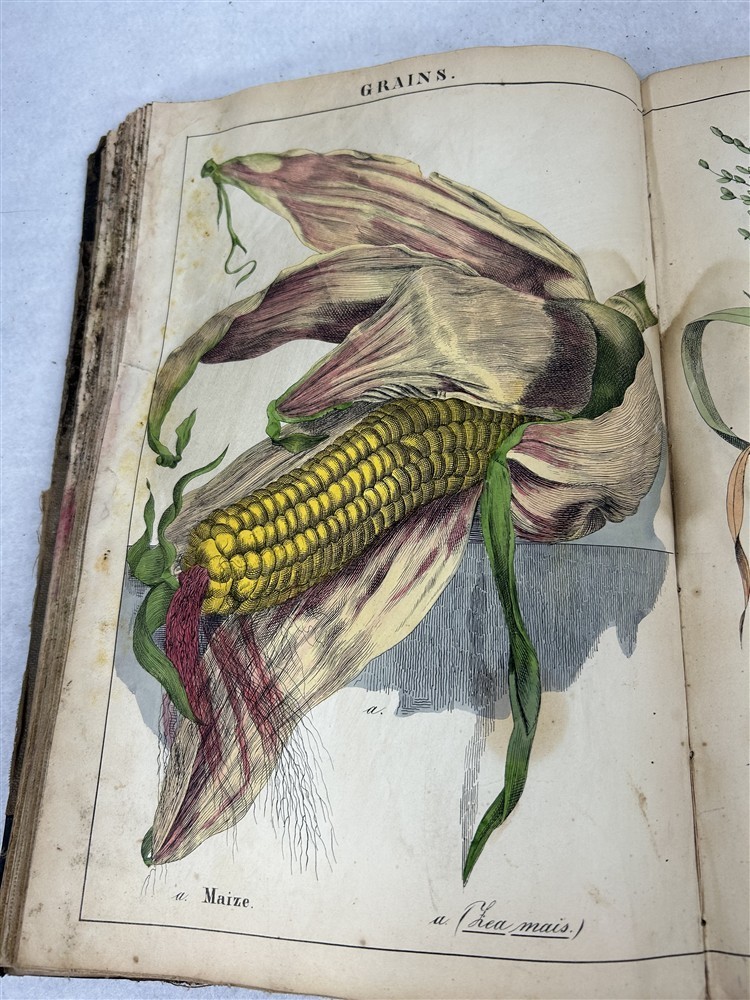 antique Instruction Picture Book illustrations from vegetable world 1857 rough