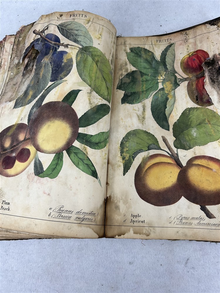 antique Instruction Picture Book illustrations from vegetable world 1857 rough