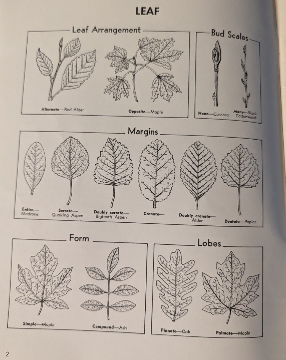 Trees Of Washington Extension Bulletin 440 Reprinted 1970 WSU 40 pages