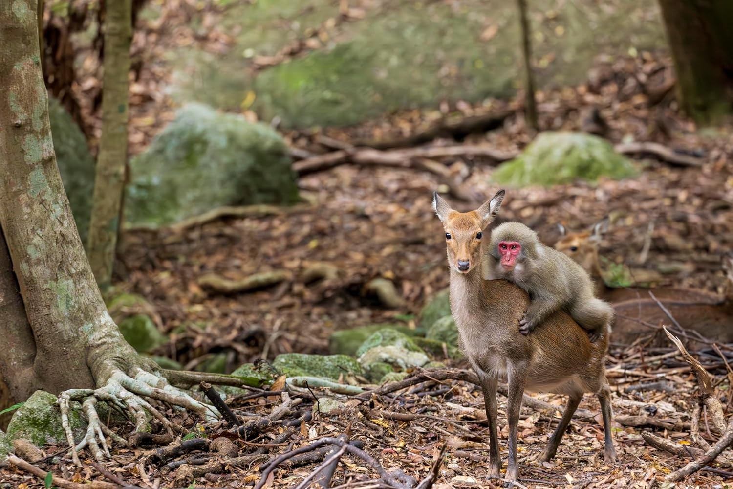 Monkeys, deer, Yakushima.